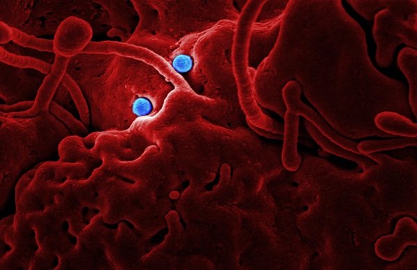 Apply Stem Cell Knowledge
